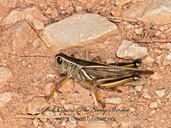 Melanoplus bivittatus  2-STRIPED GRASSHOPPER 3023713z