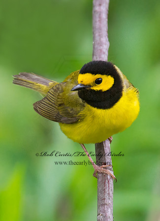 Setophaga citrina  HOODED WARBLER 9000828z