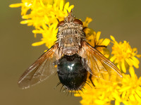 Archytas analis complex TACHINID FLY 3015052z