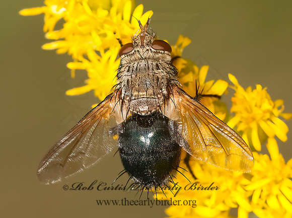 Archytas analis complex  TACHINID FLY 3015052z