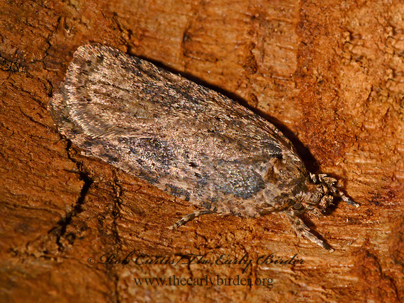 Agonopterix  DEPRESSARIID MOTH 1305632z