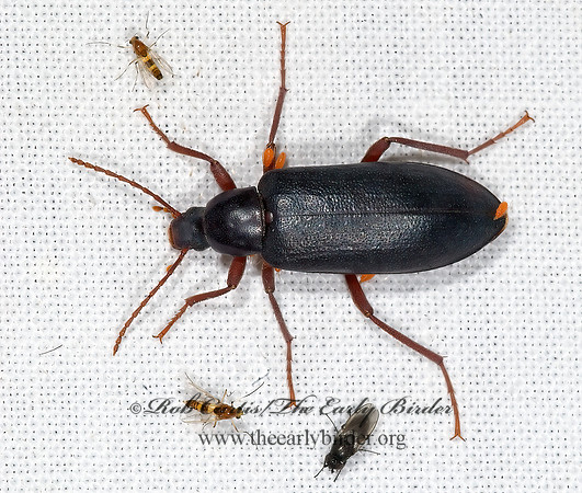 Eupsophulus castaneus 6025023z