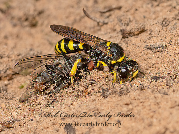 Crabro advena~  SQUARE-HEADED WASP 3028173z