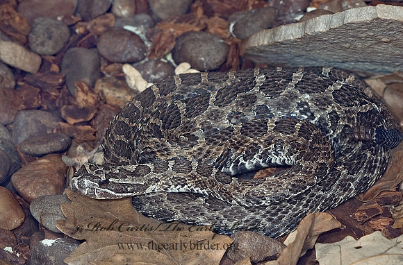 Sistrurus catenatus  EASTERN MASSAUGA 5011048z