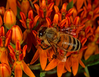 Apis mellifera WESTERN HONEYBEE 1110809z
