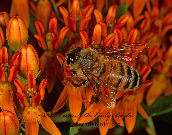 Apis mellifera  WESTERN HONEYBEE 1110809z