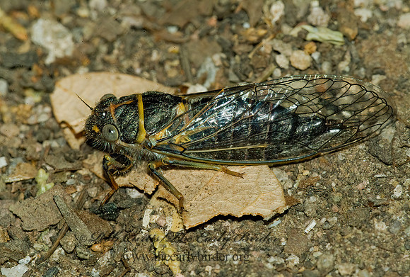 Platypedia putnami lutea 4003566z
