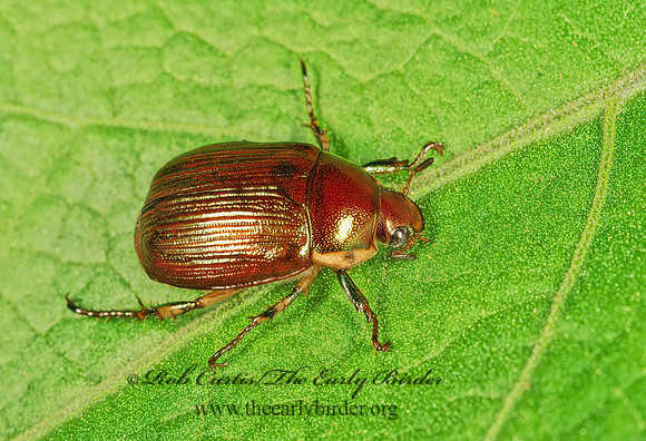Anomala marginata  LEAF CHAFER SCARAB 249912z