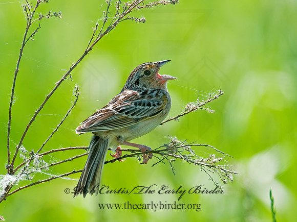 Ammodramus savannarum  GRASSHOPPER SPARROW 3008424z
