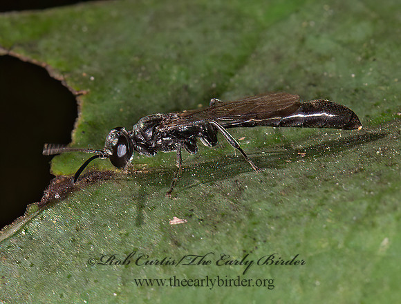 Trypoxylon (Trypoxylon)  SQUARE-HEADED WASP 9041457z