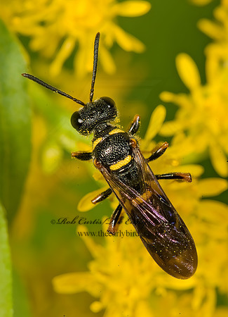 Cerceris insolita  WEEVIL WASP 8016876z