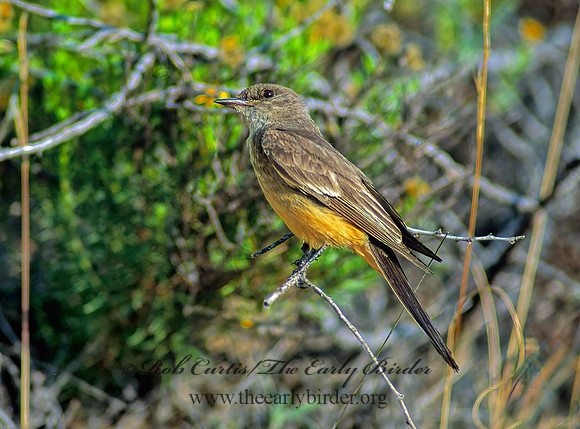 Sayornis sayi  SAY'S PHOEBE 56934z