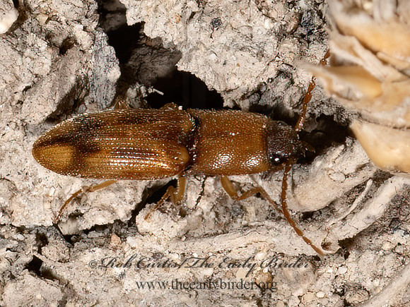 Aeolus  CLICK BEETLE 3039423z
