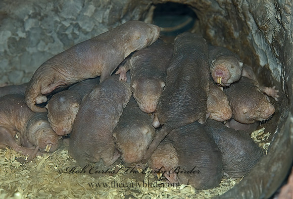 Heterocephalus glaber  NAKED MOLE RAT 5017282 z