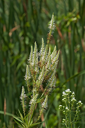 Veronicastrum virginicum  CULVER'S ROOT 5011596z