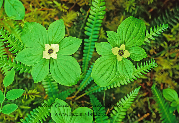 Cornus canadensis  BUNCHBERRY DOGWOOD 151405z