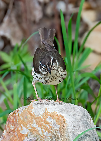 Parkesia motacilla  LOUISIANA WATERTHRUSH 9010752z
