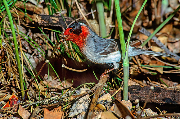Cardellina rubifrons  RED-FACED WARBLER 76611z