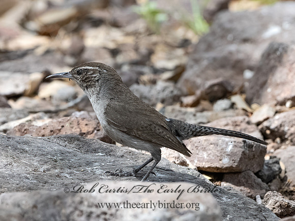 Thryomanes bewickii  BEWICK'S WREN 3037293z