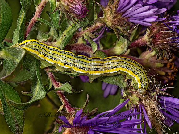 Cucullia asteroides GOLDENROD HOODED OWLET MOTH 9014750z