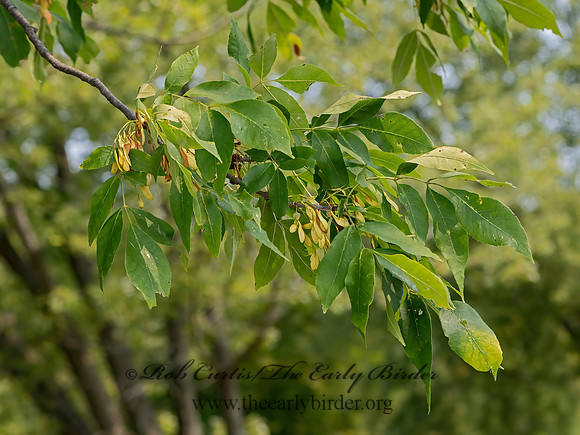 Fraxinus  ASH 3041686z