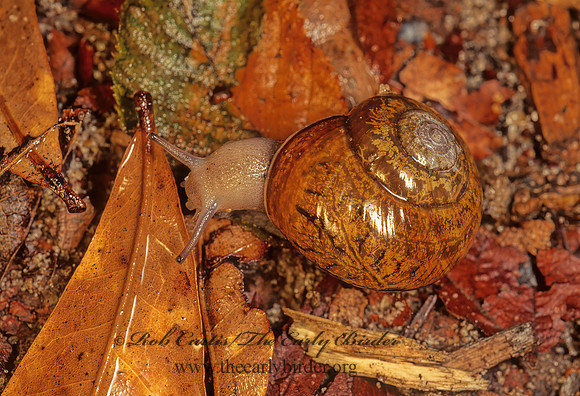 Mesomphix ZONITID SNAIL 169109z