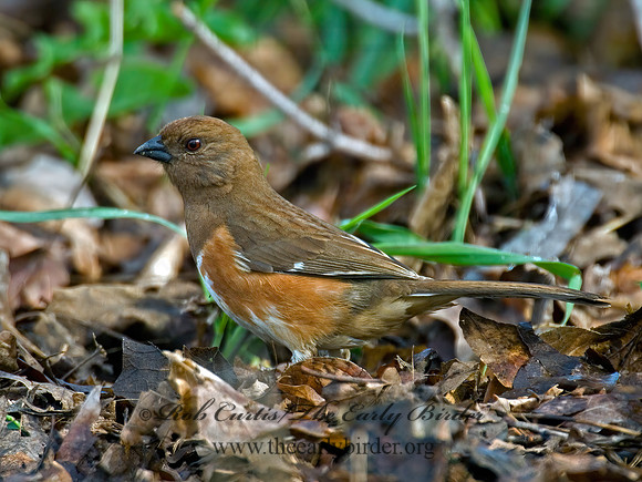 Pipilo erythrophthalmus  EASTERN TOWHEE 6003112z
