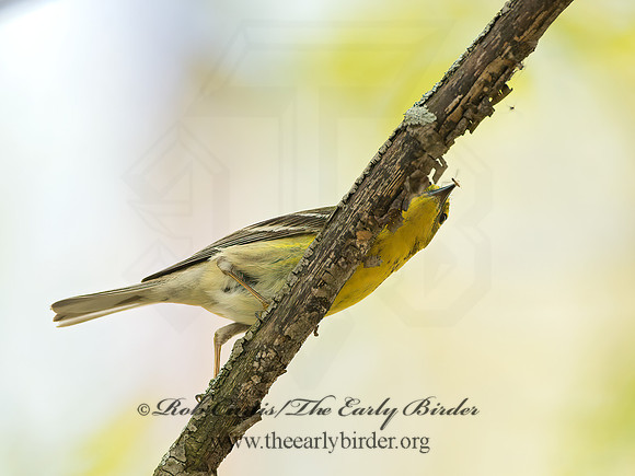 Setophaga pinus  PINE WARBLER 9045368z