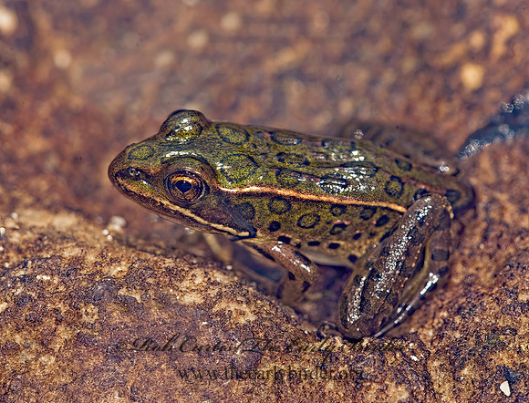 Lithobates pipiens  NORTHERN LEOPARD FROG 8015460 z