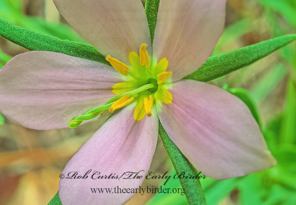 Sabatia campanulate -SLENDER MARSH  PINK 168529z