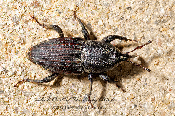Sphenophorus venatus  BILLBUG 3041282z
