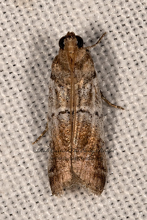 Chararica hystriculella  KNOT-HORN MOTH 3033231z