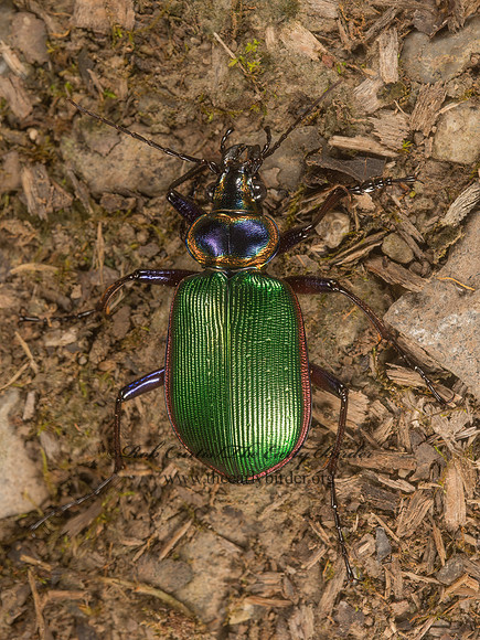 Calosoma scrutator  FIERY SEARCHER 9050670z