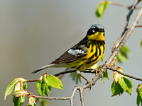 Setophaga magnolia MAGNOLIA WARBLER 9021789z