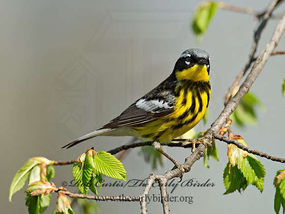 Setophaga magnolia  MAGNOLIA WARBLER 9021789z