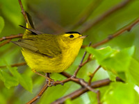Cardellina pusilla WILSON'S WARBLER 7016442z