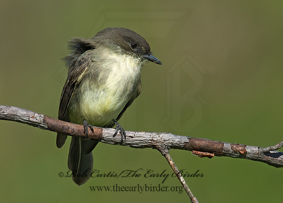 Sayornis phoebe  EASTERN PHOEBE 6017349z