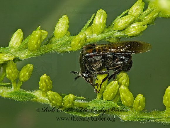 Ripiphorus fasciatus group 5013374 Fz