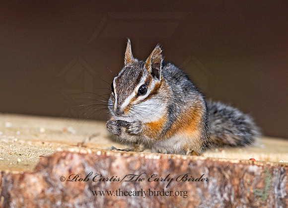 Neotamias dorsalis  CLIFF CHIPMUNK 6026938z
