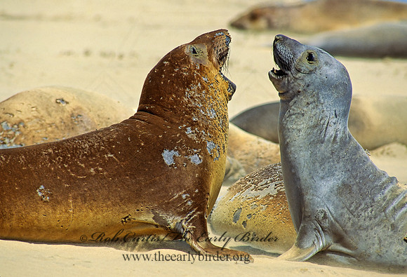 Mirounga angustirostris  NORTHERN ELEPHANT SEAL 110801z