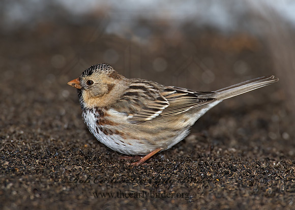 Zonotrichia querula  HARRIS'S SPARROW 8001218z