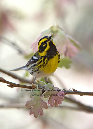 Setophaga townsendi  TOWNSEND'S WARBLER 9056318z