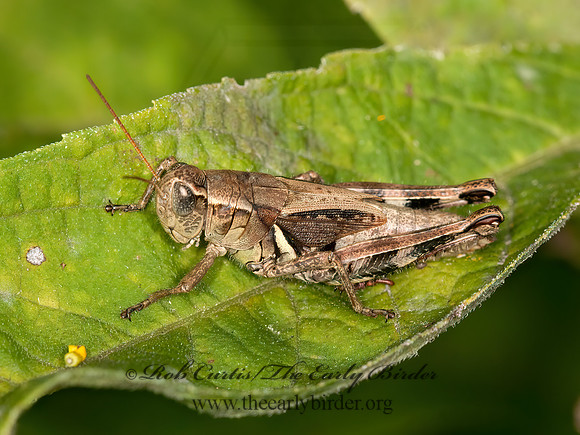 Melanoplus walshii  WALSH'S SHORT-WINGED GRASSHOPPER 3014569z