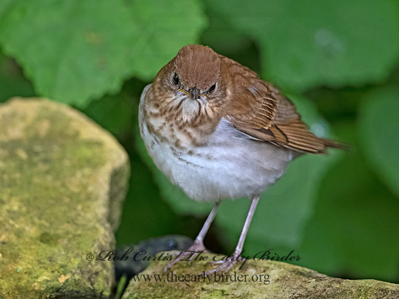 Catharus fuscescens  VEERY 3030448z