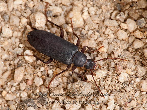 Eupsophulus castaneus  VACRONINI DARKLING BEETLE 8036396z
