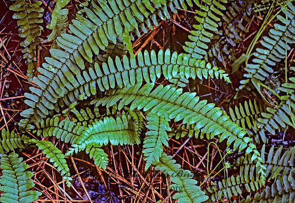 Polypodium vulgare  COMMON POLYPODY 168608z