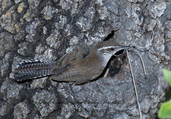 Thyromanes bewickii  BEWICK'S WREN 7008771z