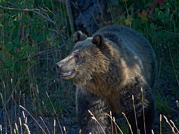 Ursus arctos horribilis  GRIZZLY BEAR 6036878z