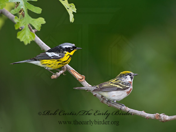 Setophaga pennsylvanica  CHESTNUT-SIDED WARBLER 9038978z