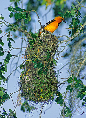 Icterus gularis  ALTAMIRA ORIOLE 90521z